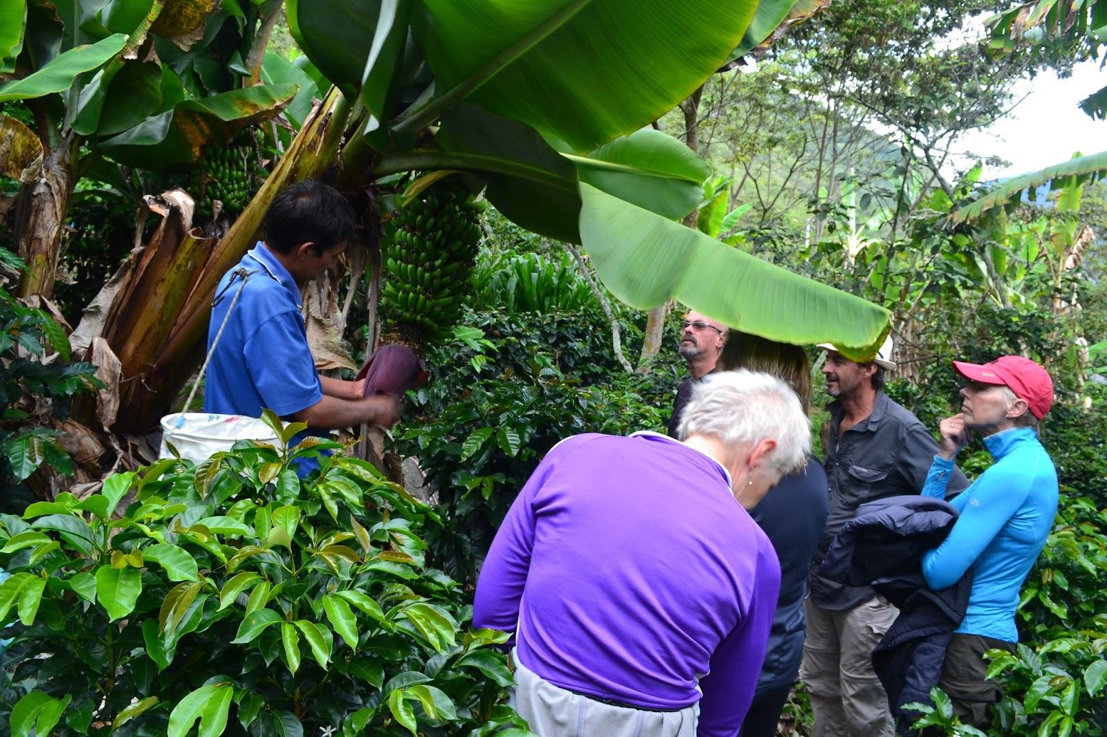 Por la ruta del Café a Machu Picchu en 3 Dí­as 2 noches