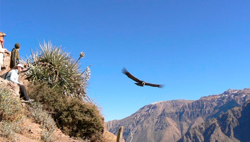 Cañon del Colca convencional 2D/1N