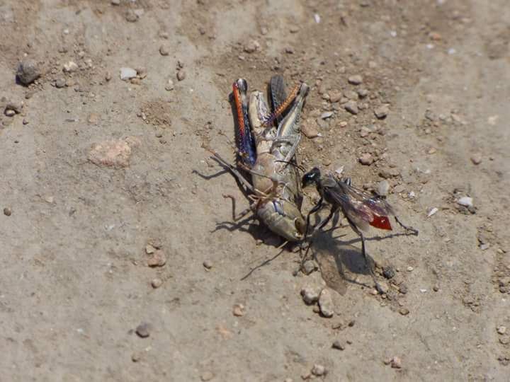 Lúcumo Hills - Imagen 35