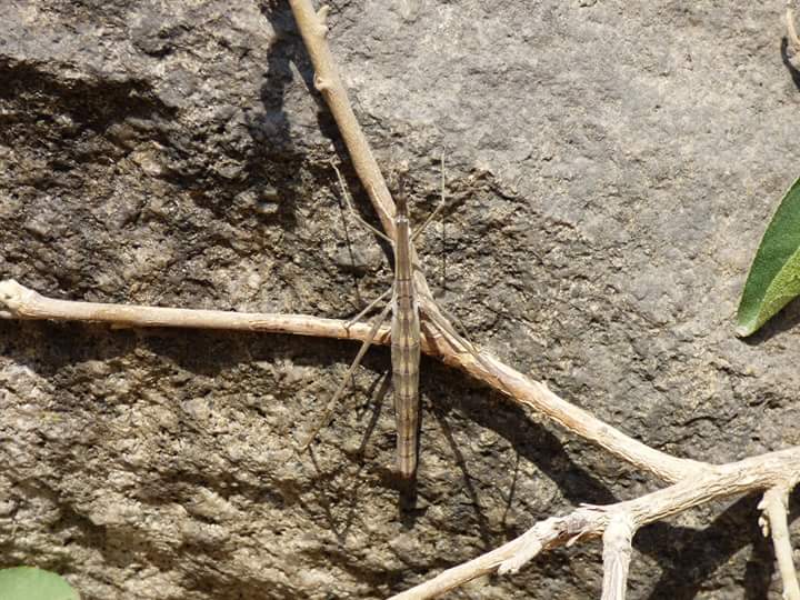 Lúcumo Hills - Imagen 49