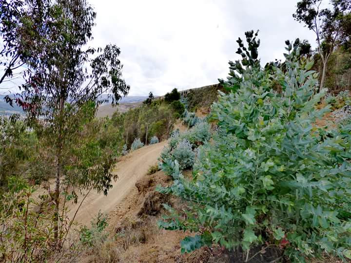 Torre Torre - Imagen 3