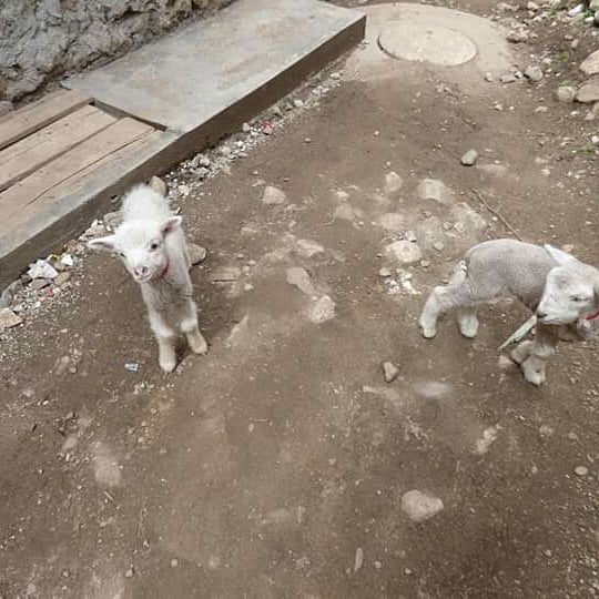 The Andean Paradise - Imagen 23