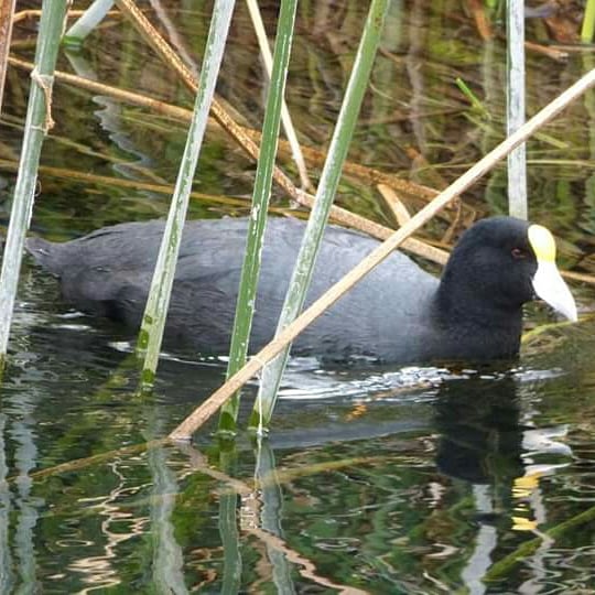 The Andean Paradise - Imagen 28