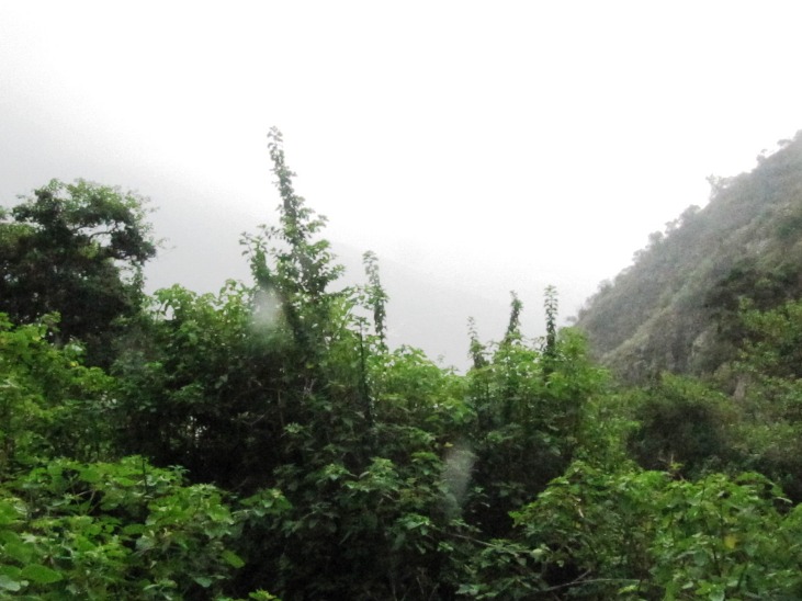 Breathing the Zarate Forest - Imagen 5