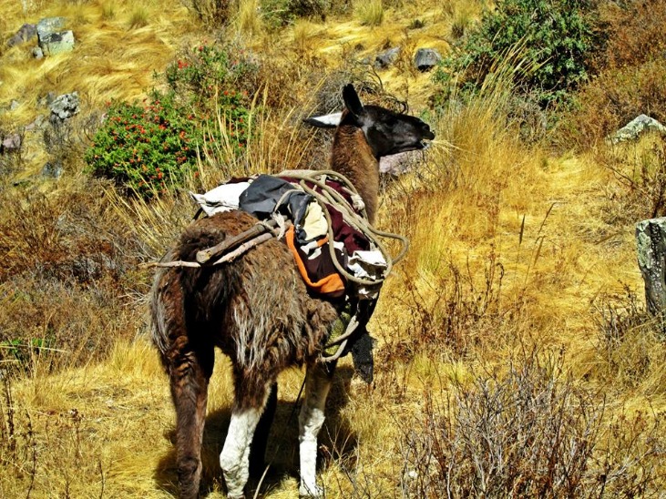 PISCHA PASS - Imagen 3