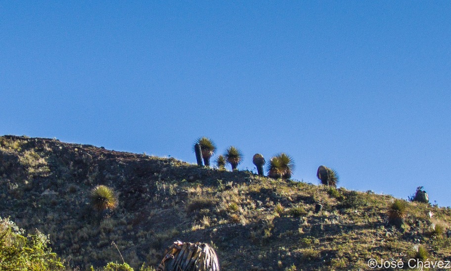 Maquerhua Puya Forest