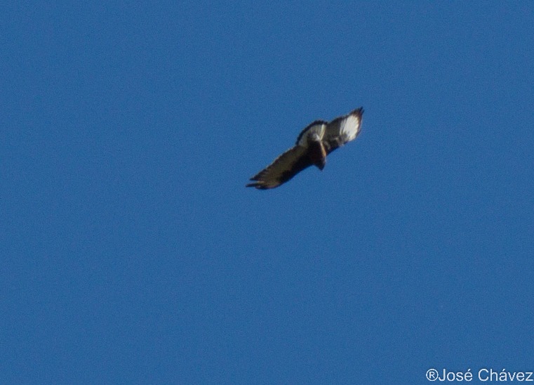 Maquerhua Puya Forest - Imagen 3