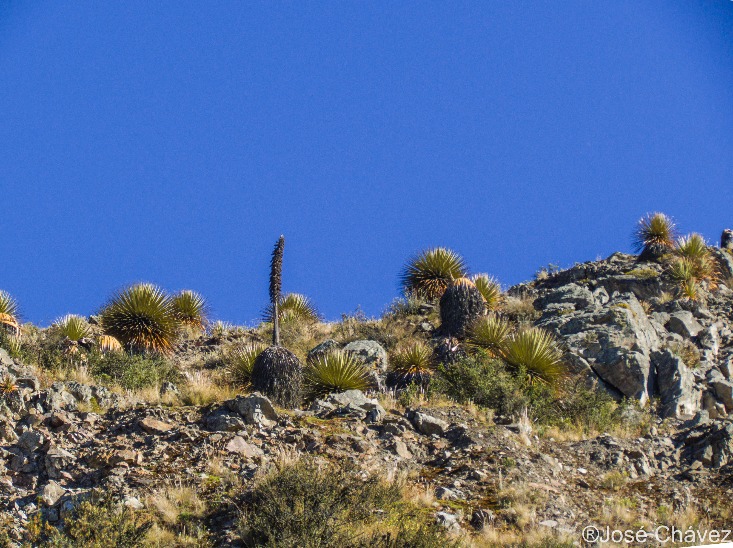 Maquerhua Puya Forest - Imagen 6