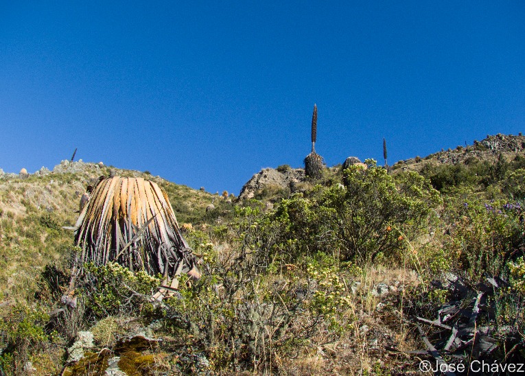 Maquerhua Puya Forest - Imagen 7