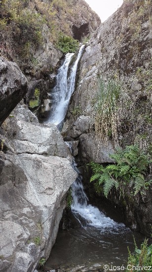 Maquerhua Puya Forest - Imagen 9