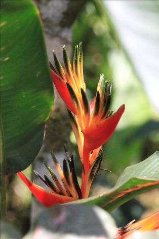 Adventure Cruise on the Amazon - Imagen 8