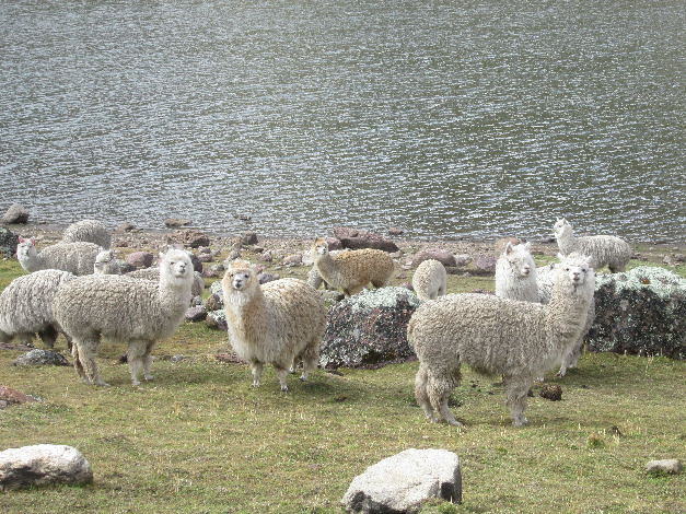 Razuhuillca Lakes Trekking - Imagen 3