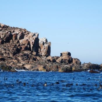 Lobos de Tierra Island