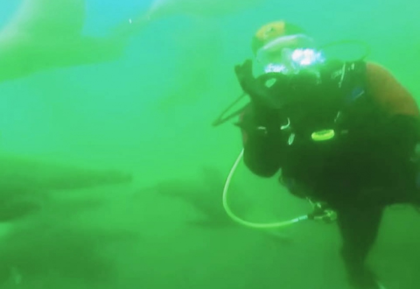 Diving in Palomino Islands